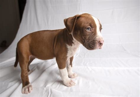 BEAUTIFUL BLUE <b>NOSE</b> <b>PIT BULL</b> <b>PUPPIES</b>. . Red nose pitbull puppy for sale